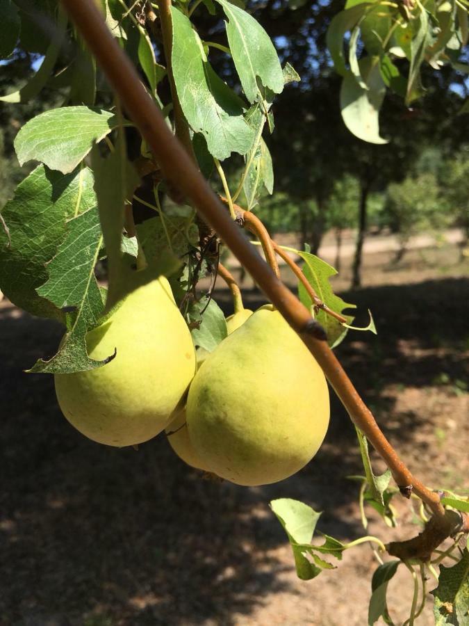 Agriturismo Su Pirastru Villa Sa Castanza Luaran gambar